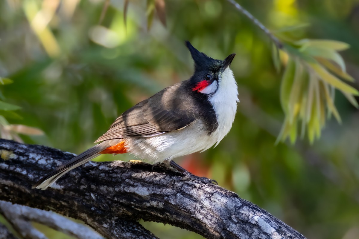 bulbul červenouchý - ML633072190