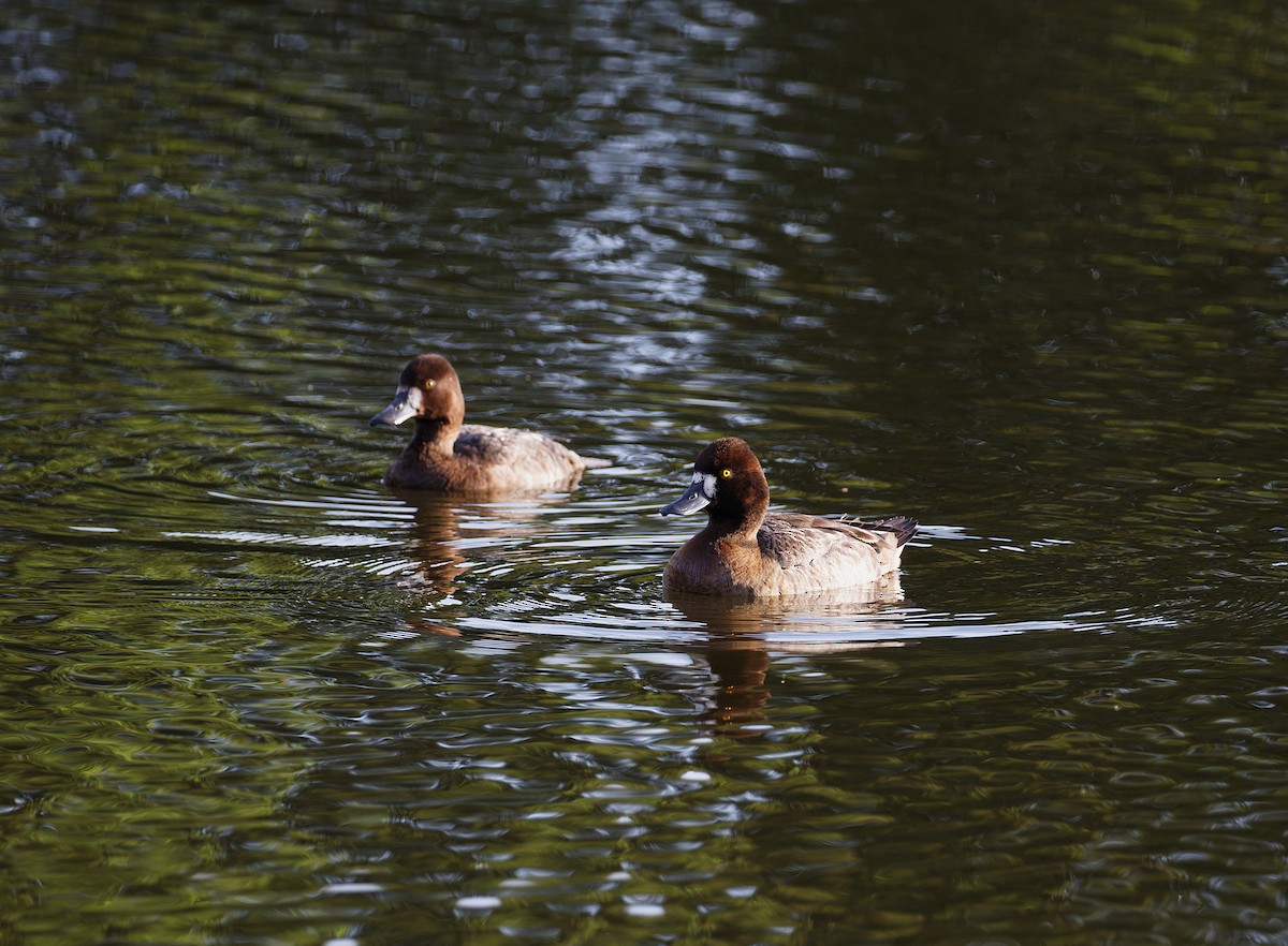 Lesser Scaup - ML633072343