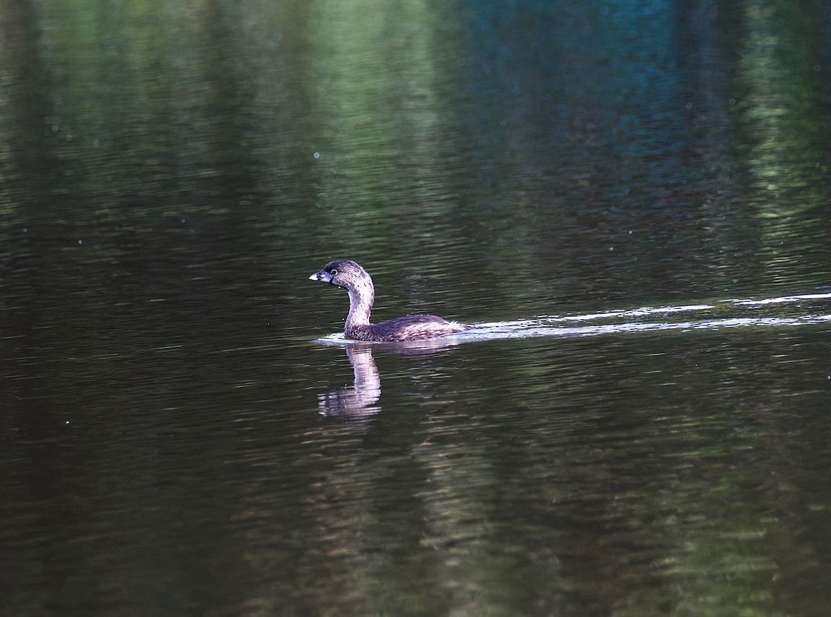 Pied-billed Grebe - ML633072372