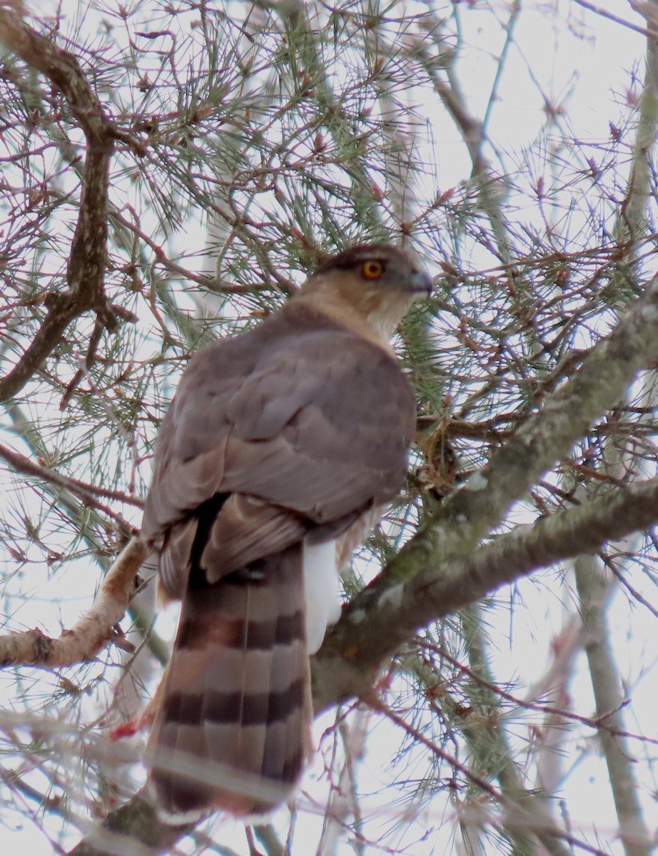 Cooper's Hawk - ML633072425