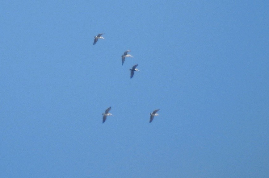 Brown Pelican - ML633072455