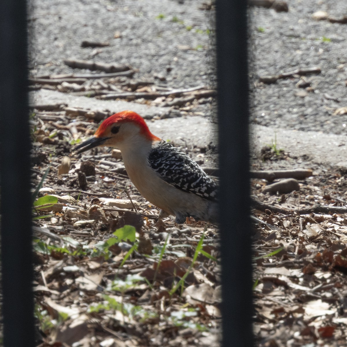 Red-bellied Woodpecker - ML633072484