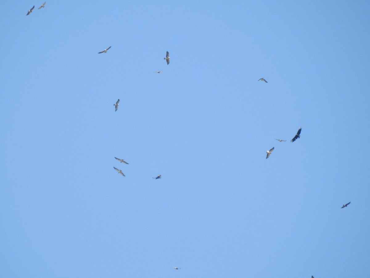 Swainson's Hawk - ML633072526