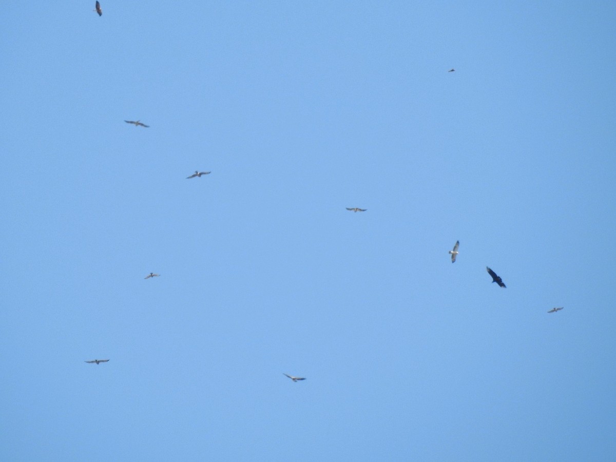 Swainson's Hawk - ML633072527
