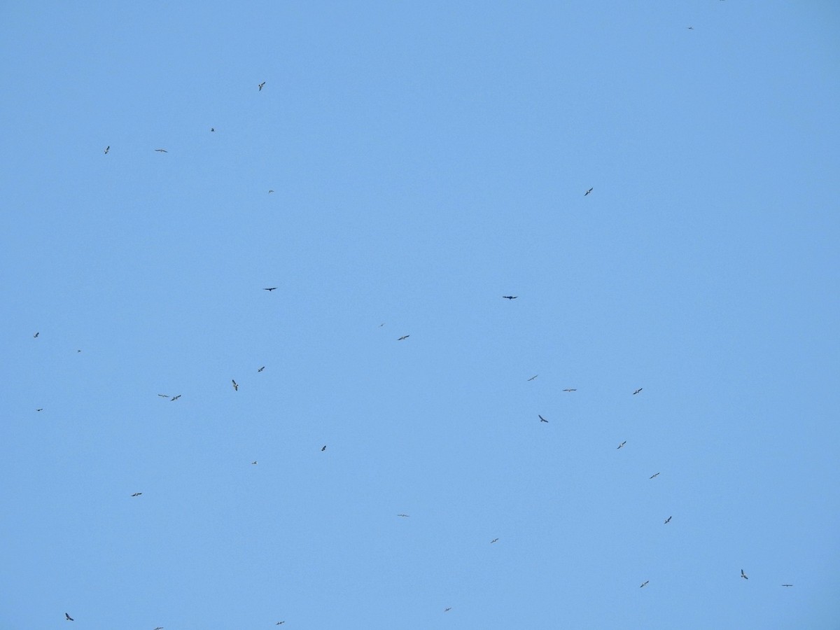 Swainson's Hawk - ML633072528
