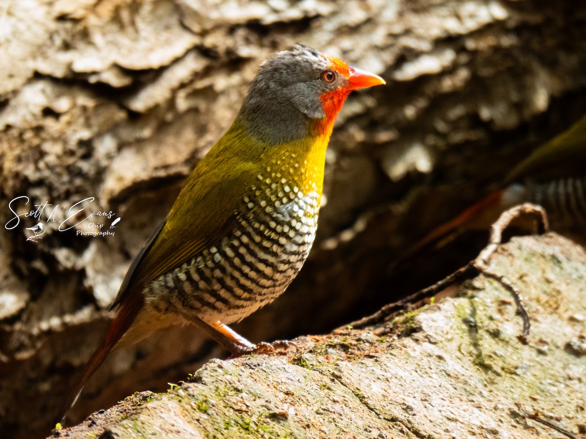 Green-winged Pytilia - ML633072570