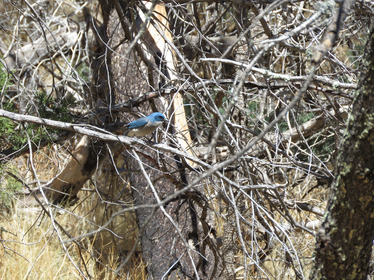 Mexican Jay - ML633072706