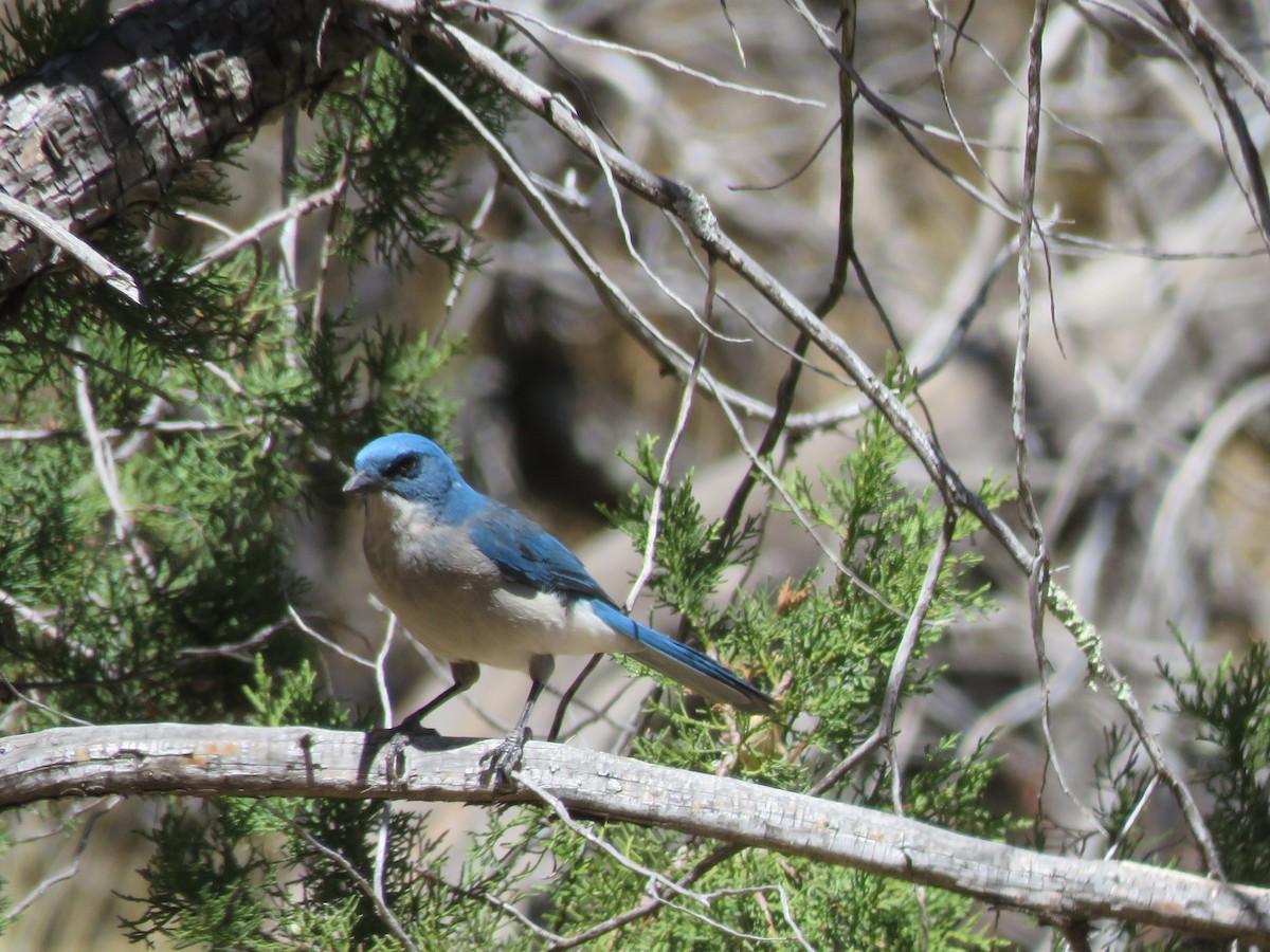 Mexican Jay - ML633072707