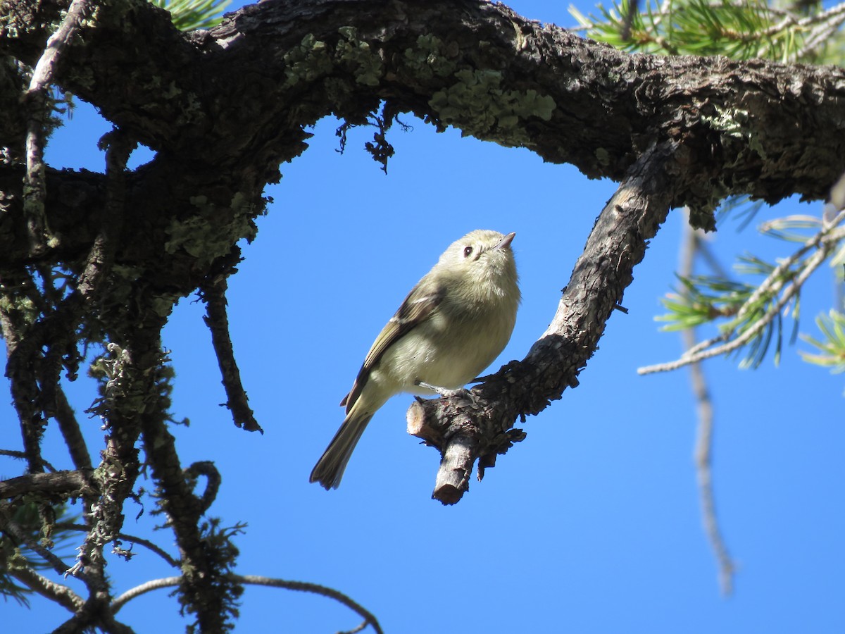 Hutton's Vireo - ML633072719
