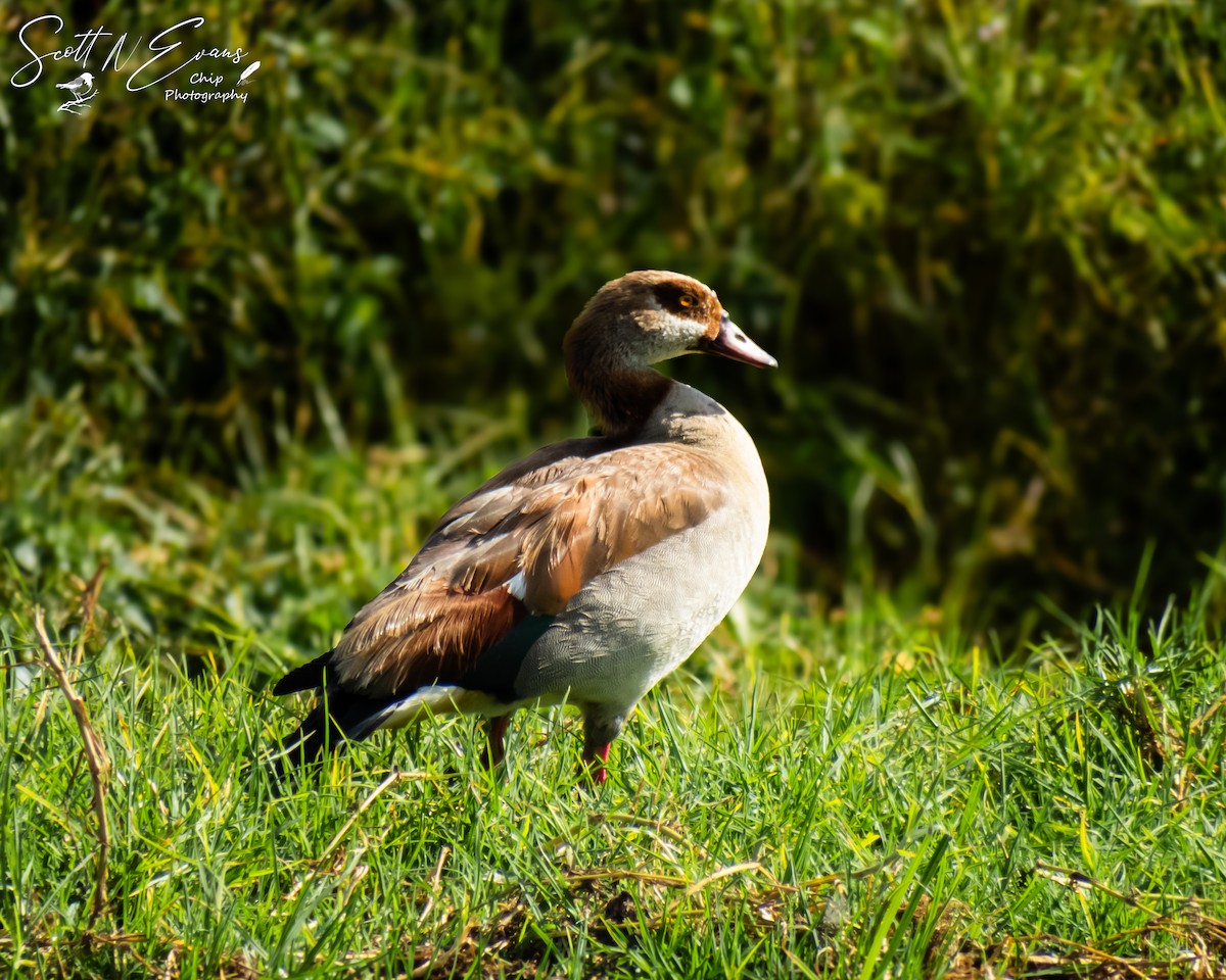 Egyptian Goose - ML633072791