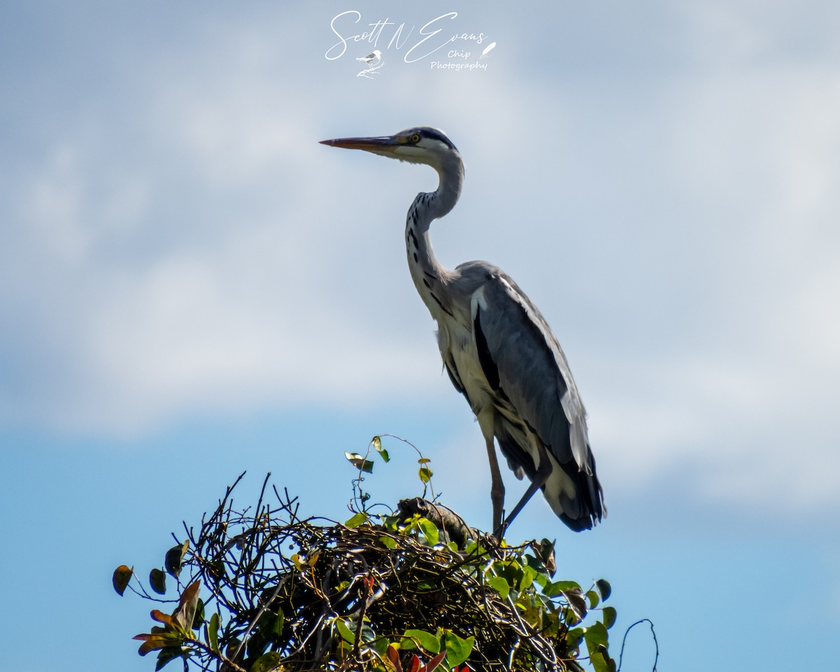 Gray Heron - ML633072807