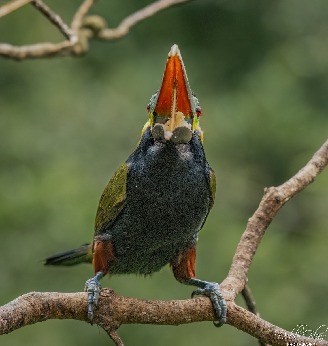 Yellow-eared Toucanet - ML633072898
