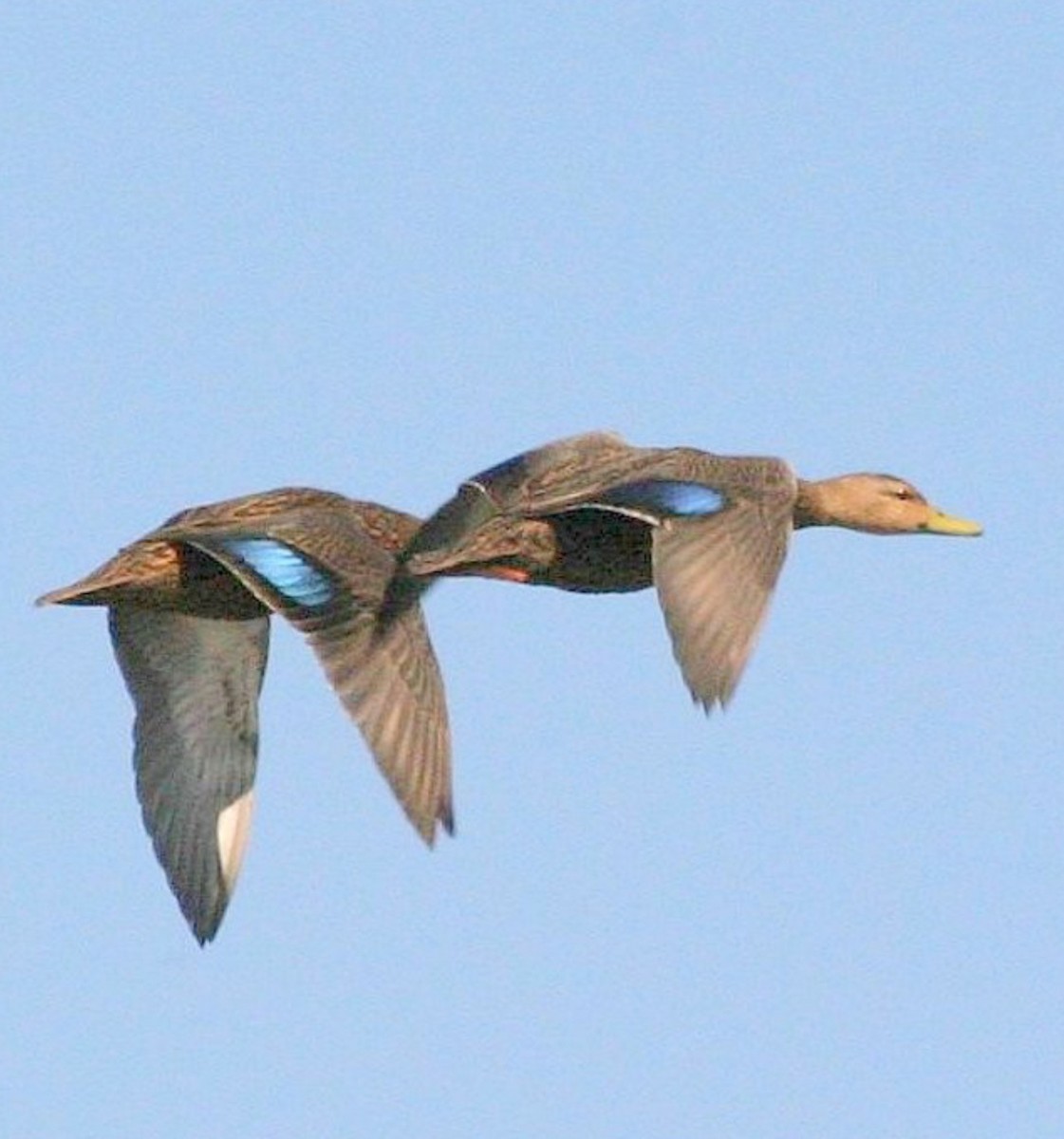 Mottled Duck - ML633072931