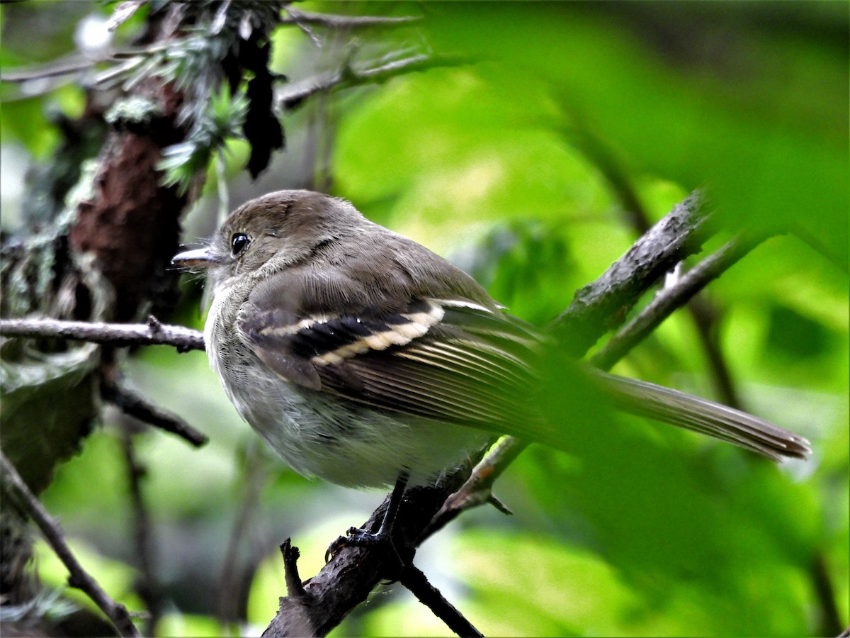 Euler's Flycatcher (Euler's) - Oliver Kohler