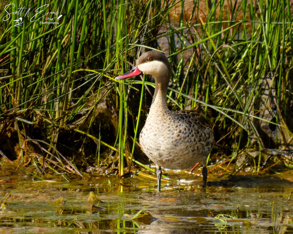 Red-billed Duck - ML633073043
