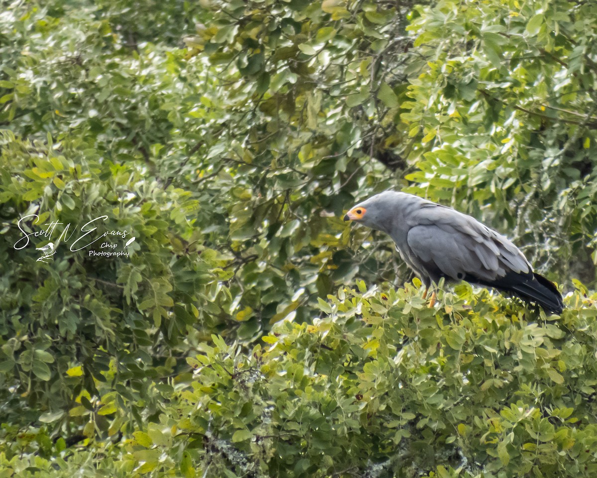 African Harrier-Hawk - ML633073047