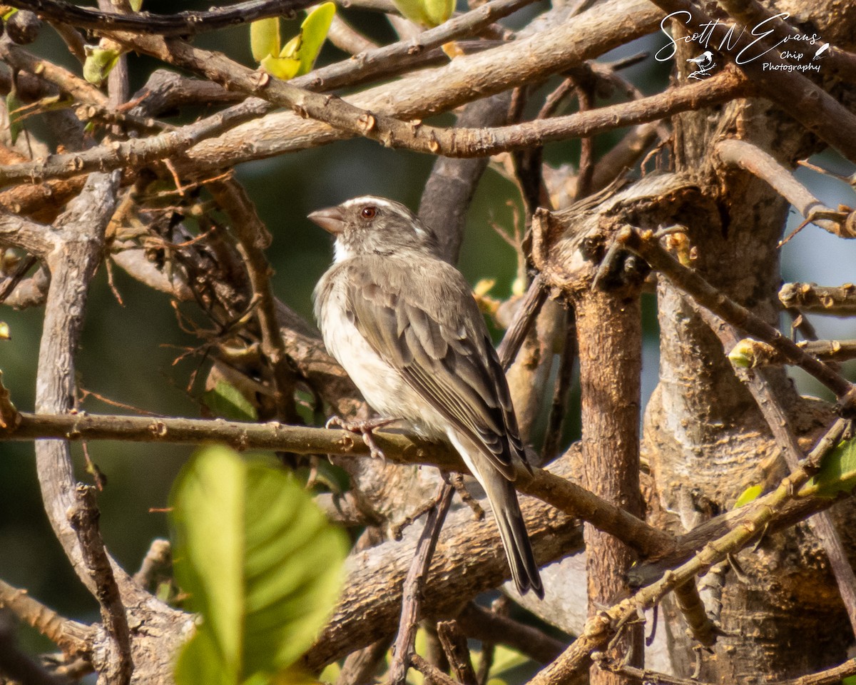 Streaky-headed Seedeater - ML633073060