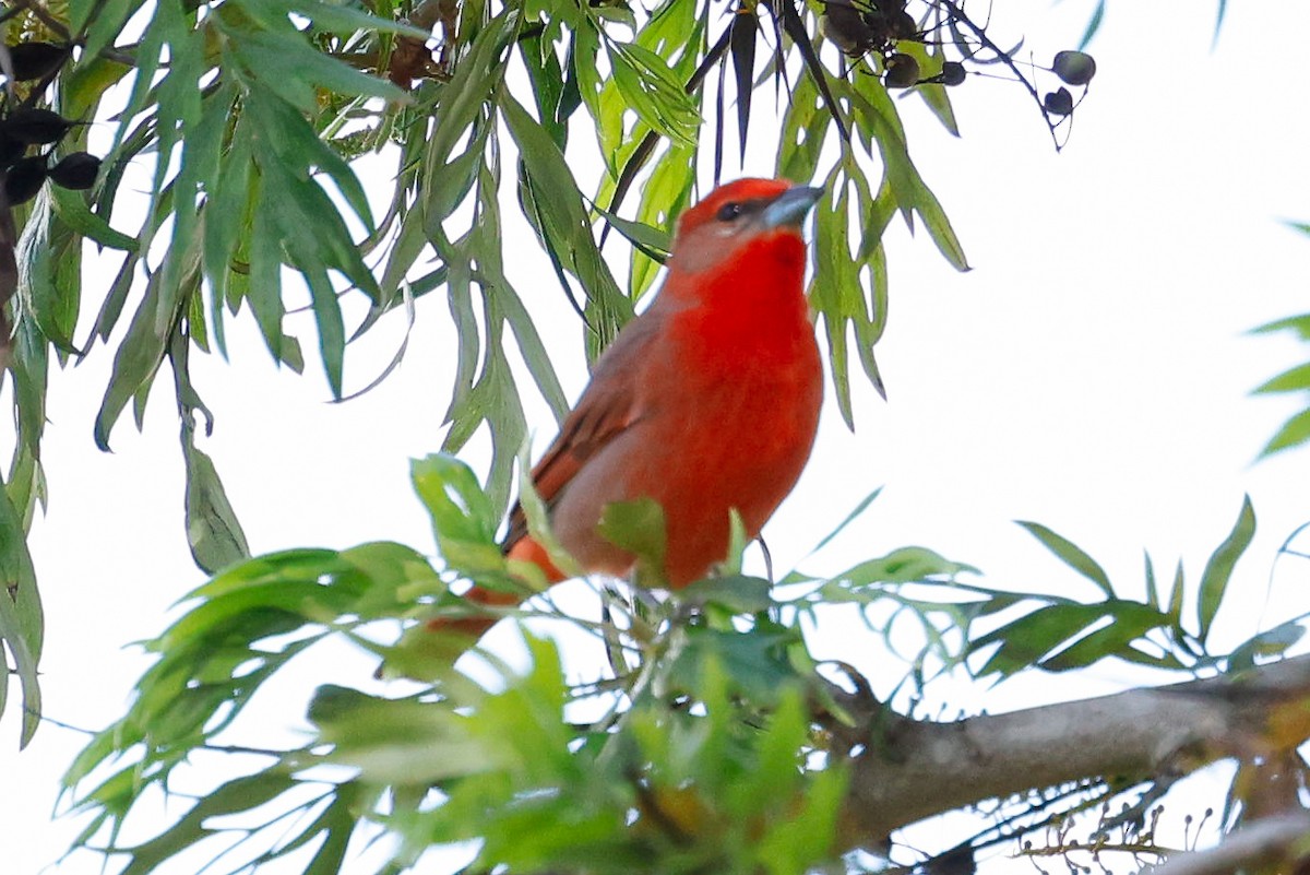 Piranga orangé - ML633073361