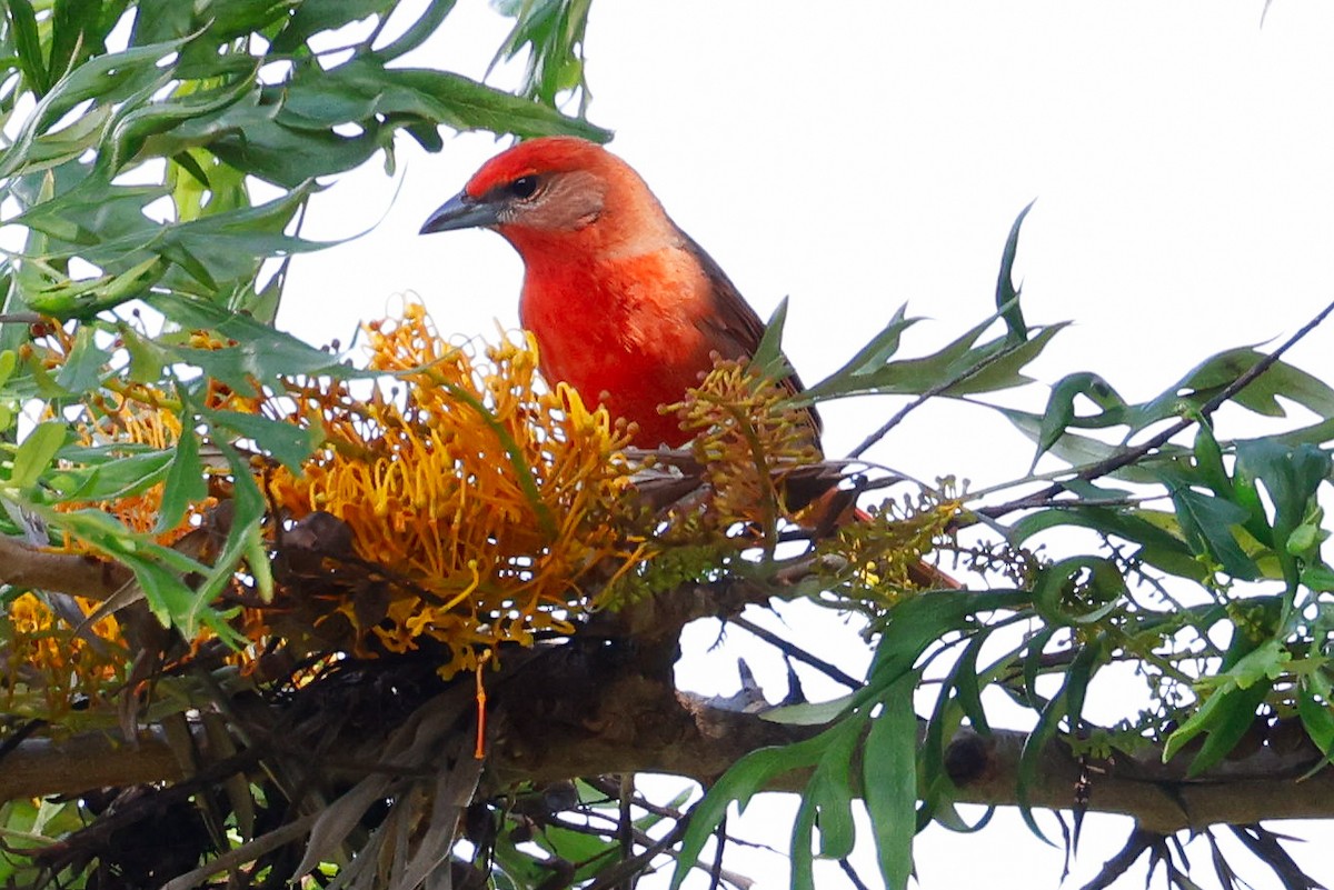 Piranga orangé - ML633073362