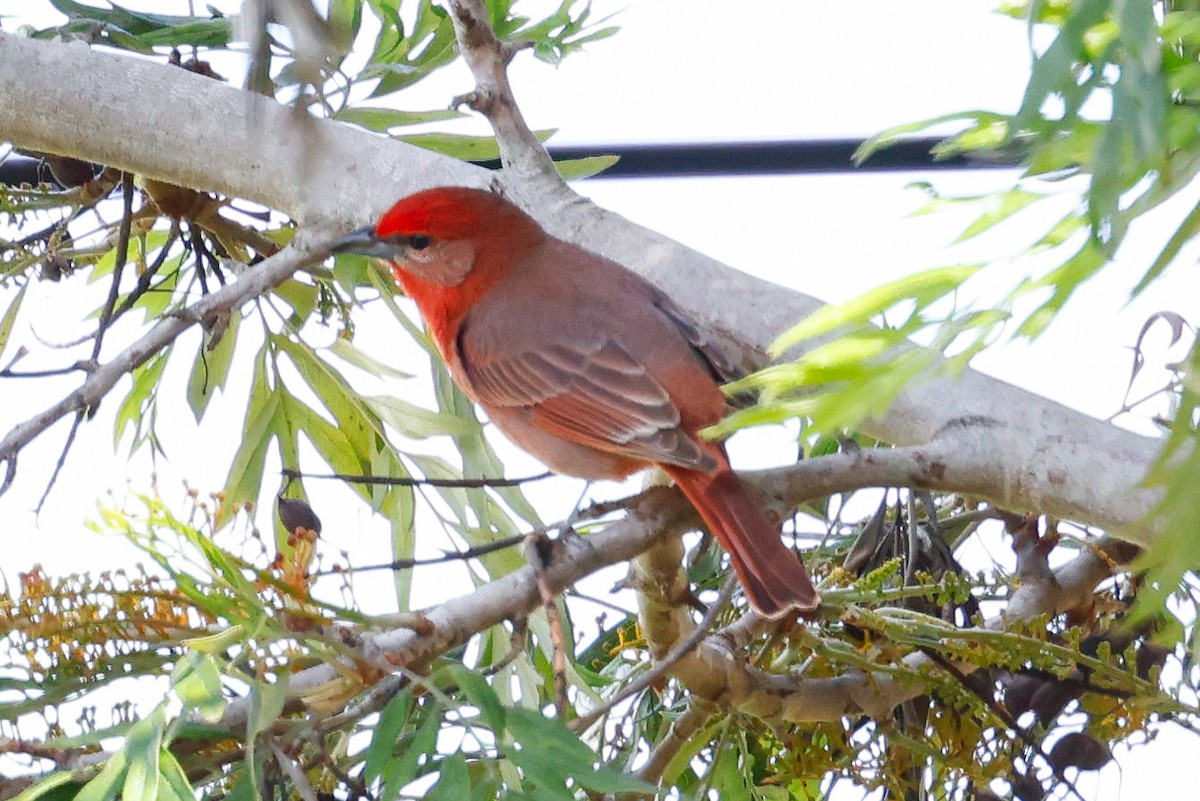 Piranga orangé - ML633073363
