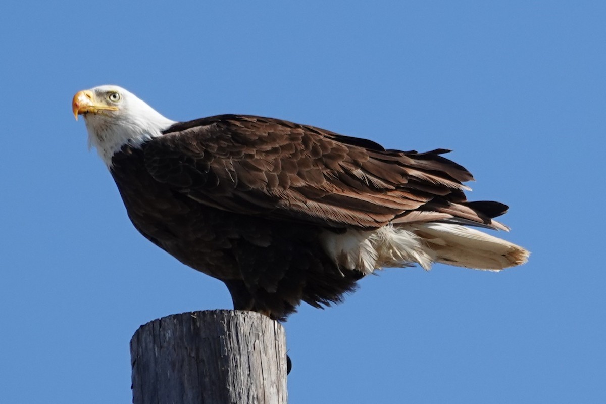 Bald Eagle - ML633073499