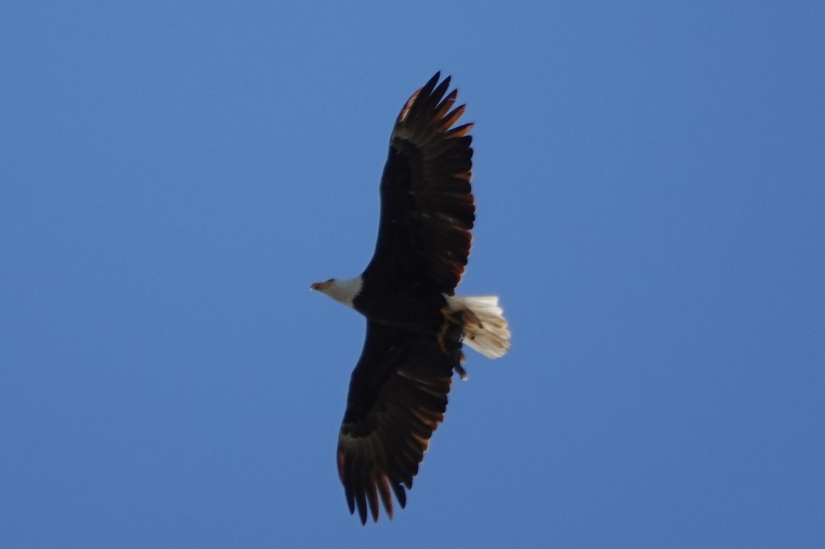 Bald Eagle - ML633073500