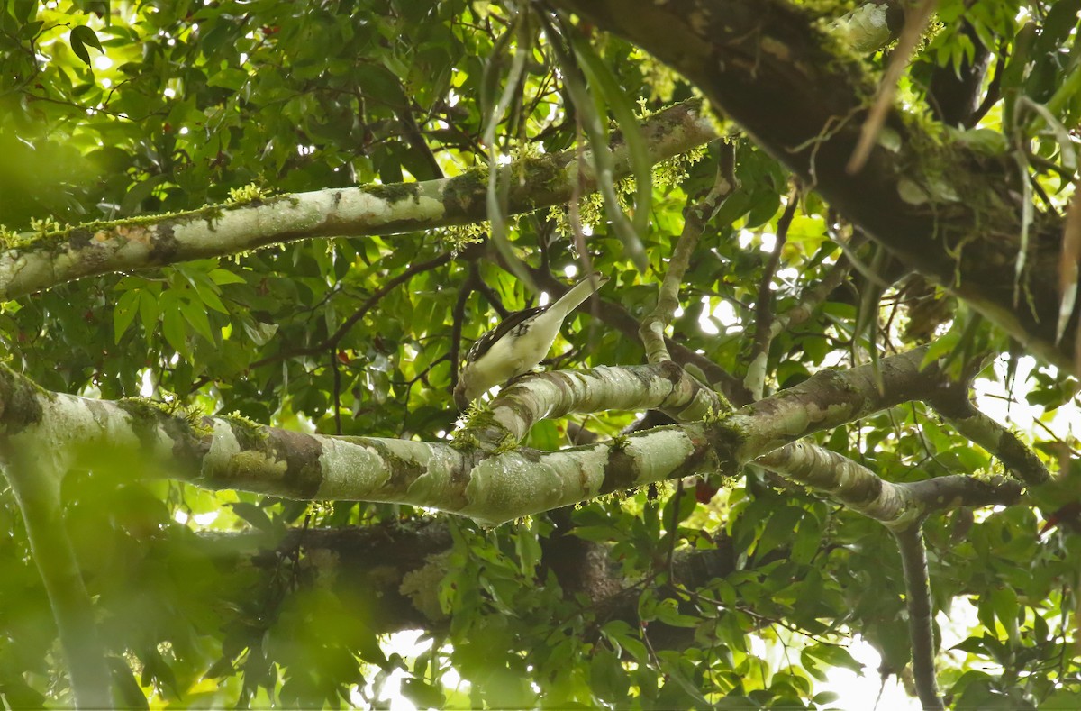 Spotted Greenbul - ML633073593