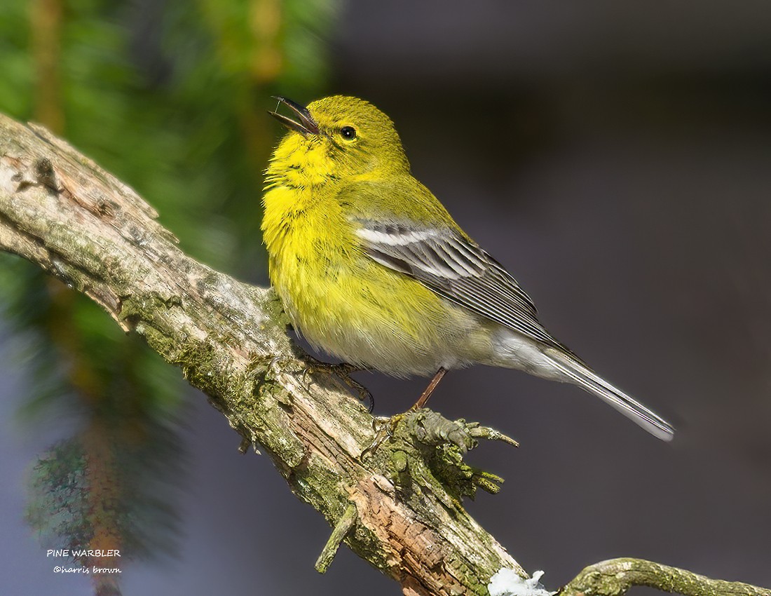 Pine Warbler - ML633073620