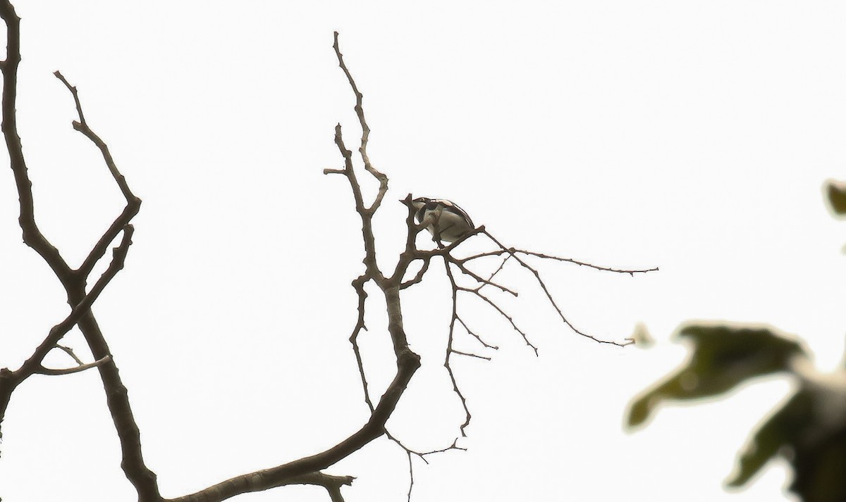 Ituri Batis - ML633073709