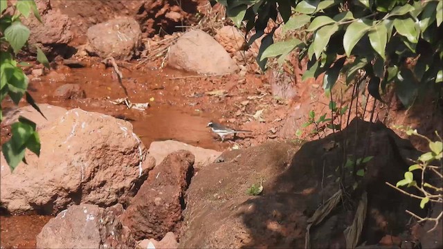 White-browed Wagtail - ML633073713
