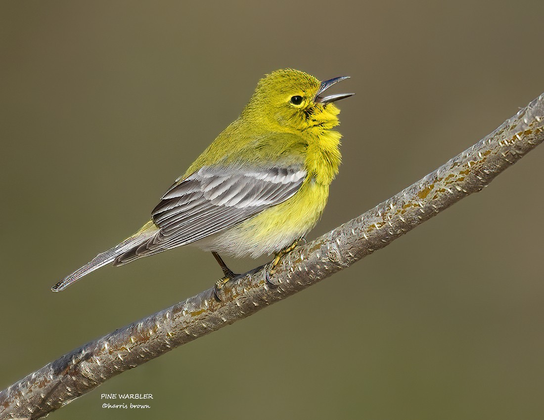 Pine Warbler - ML633074023