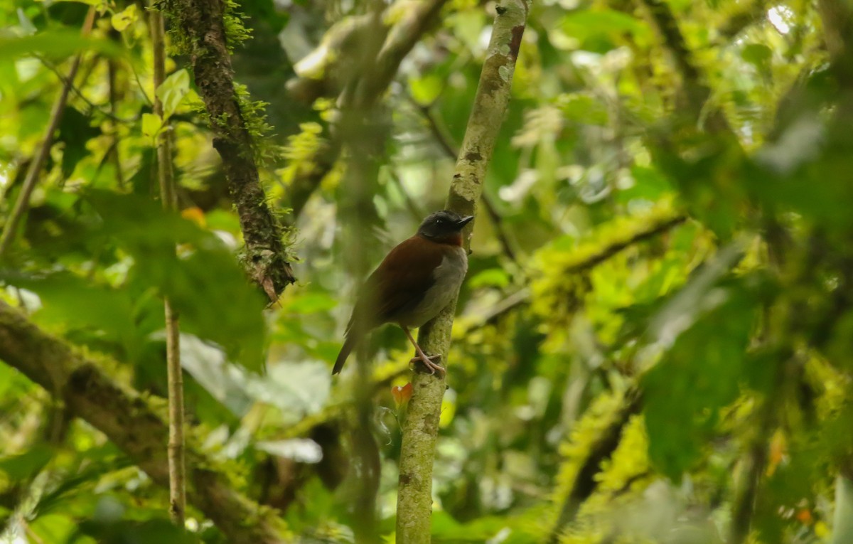 Red-throated Alethe - ML633074159