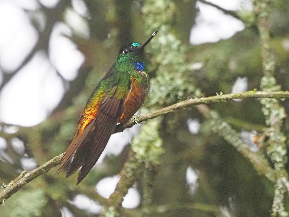 Golden-bellied Starfrontlet - Luc and Therese Jacobs