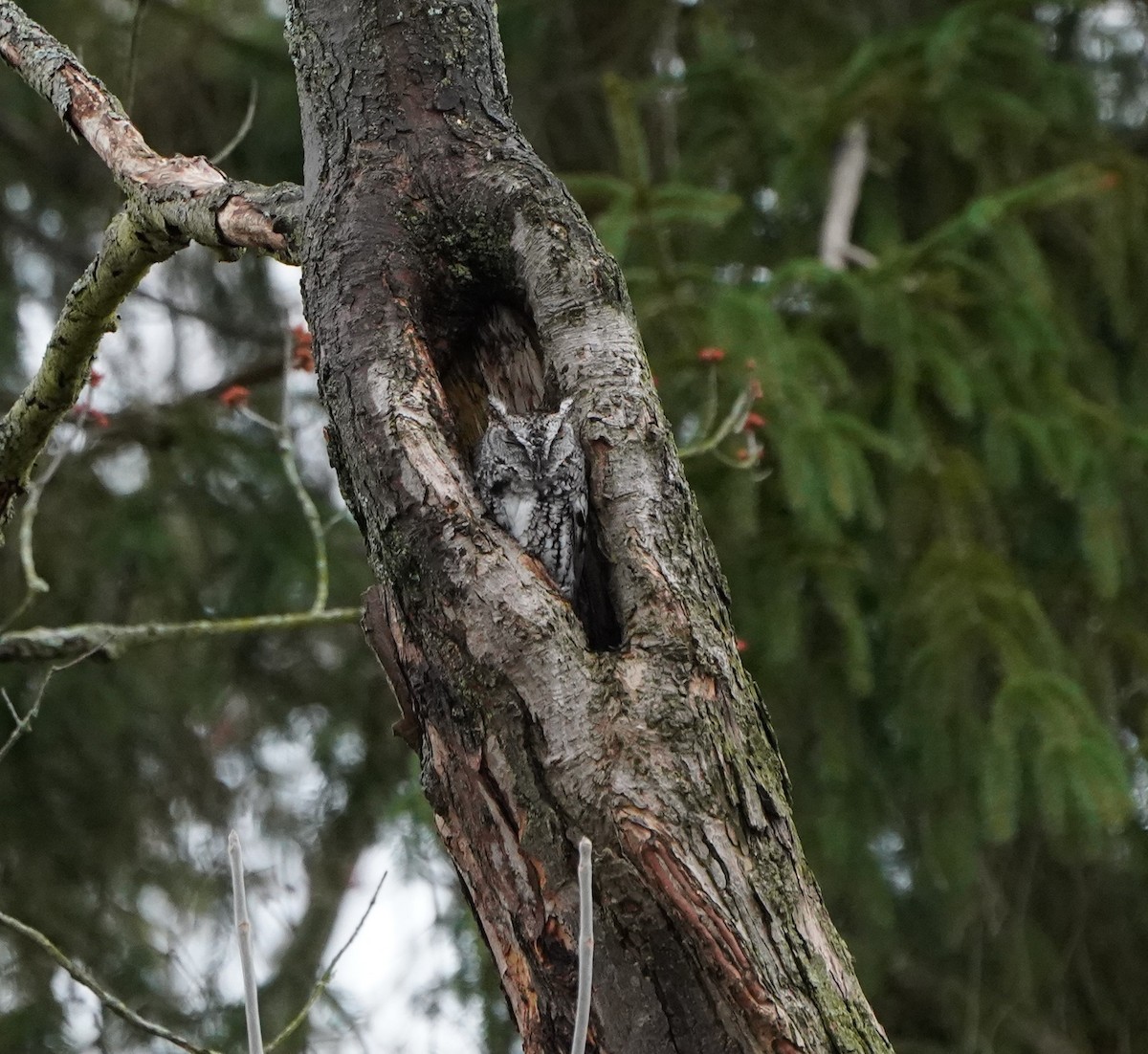 Eastern Screech-Owl - ML633074413