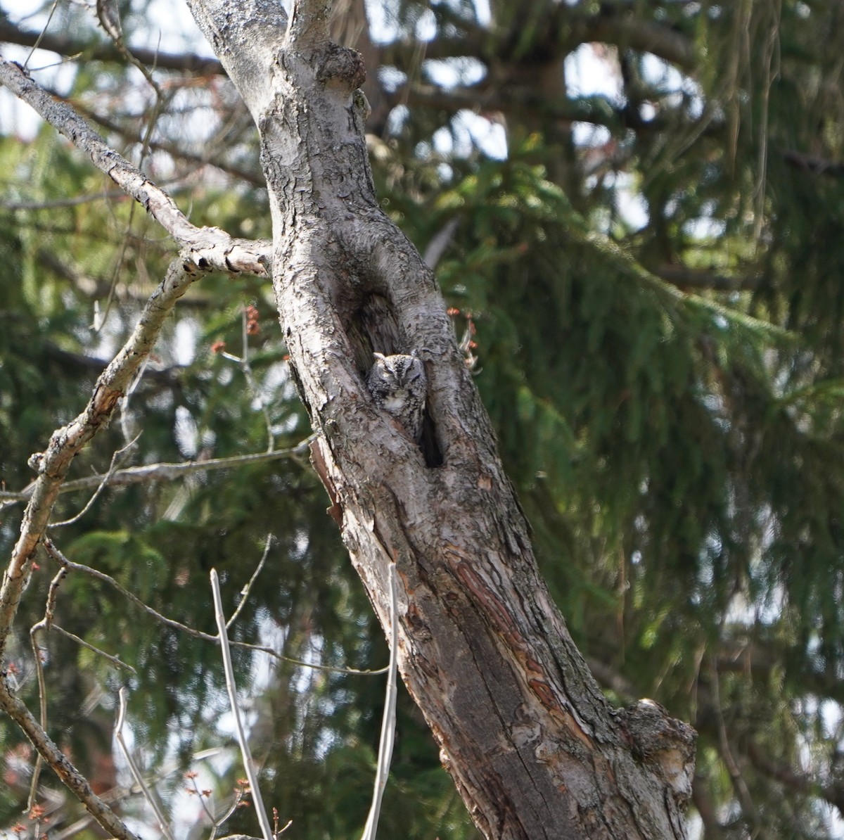Eastern Screech-Owl - ML633074414