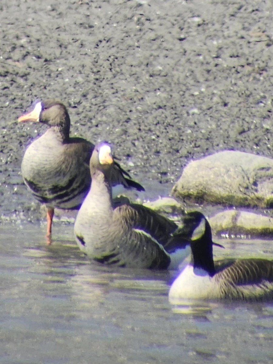 Greater White-fronted Goose - ML633074462
