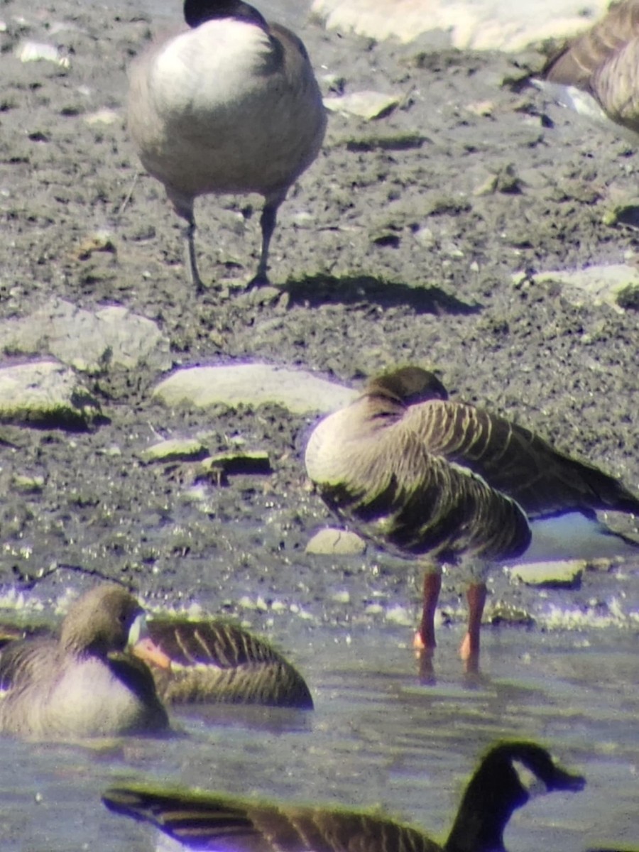 Greater White-fronted Goose - ML633074463