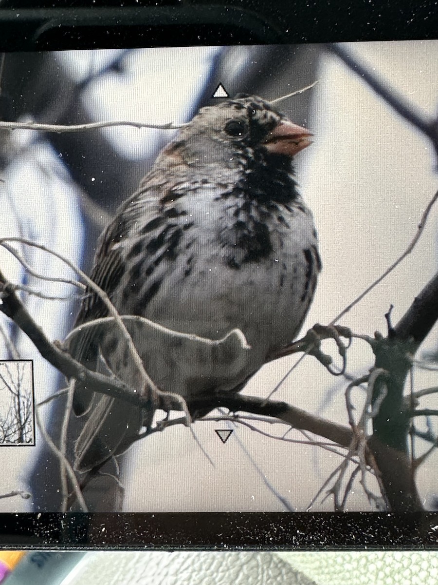 Harris's Sparrow - ML633074483