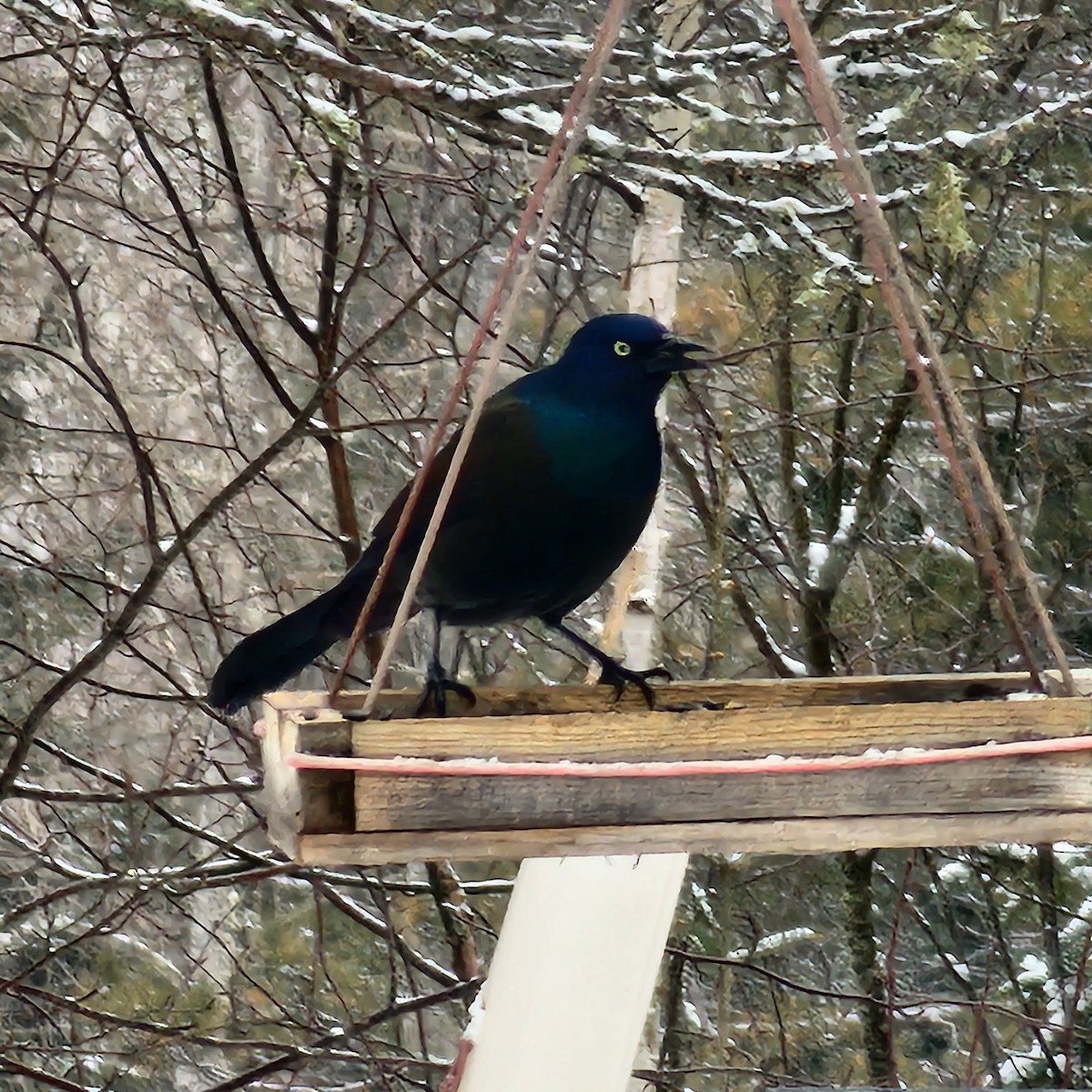 Common Grackle - ML633074486