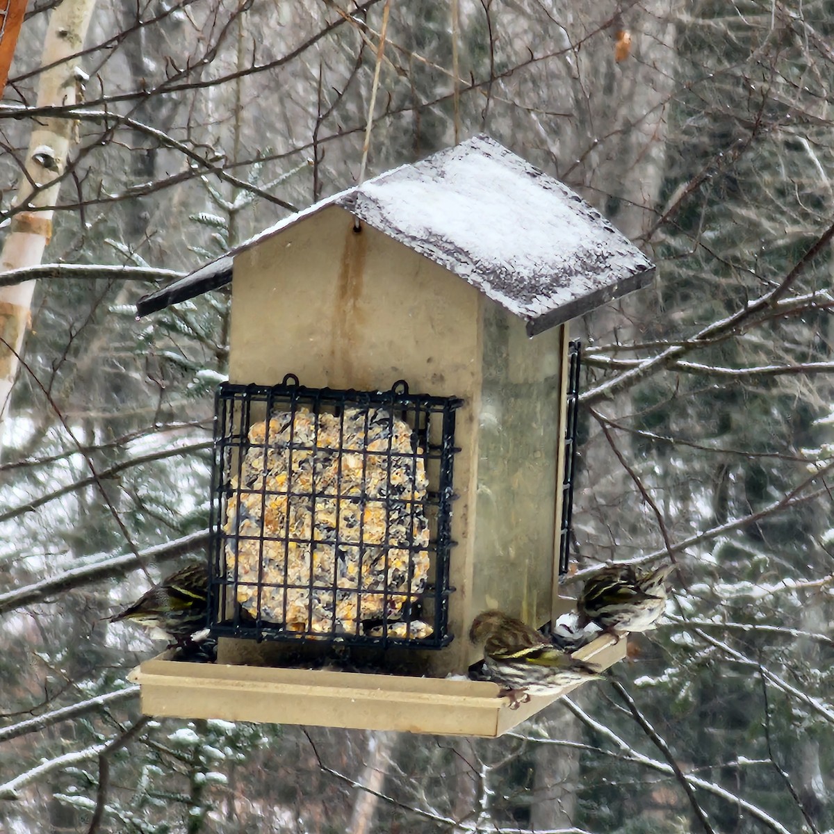 Pine Siskin - ML633074522