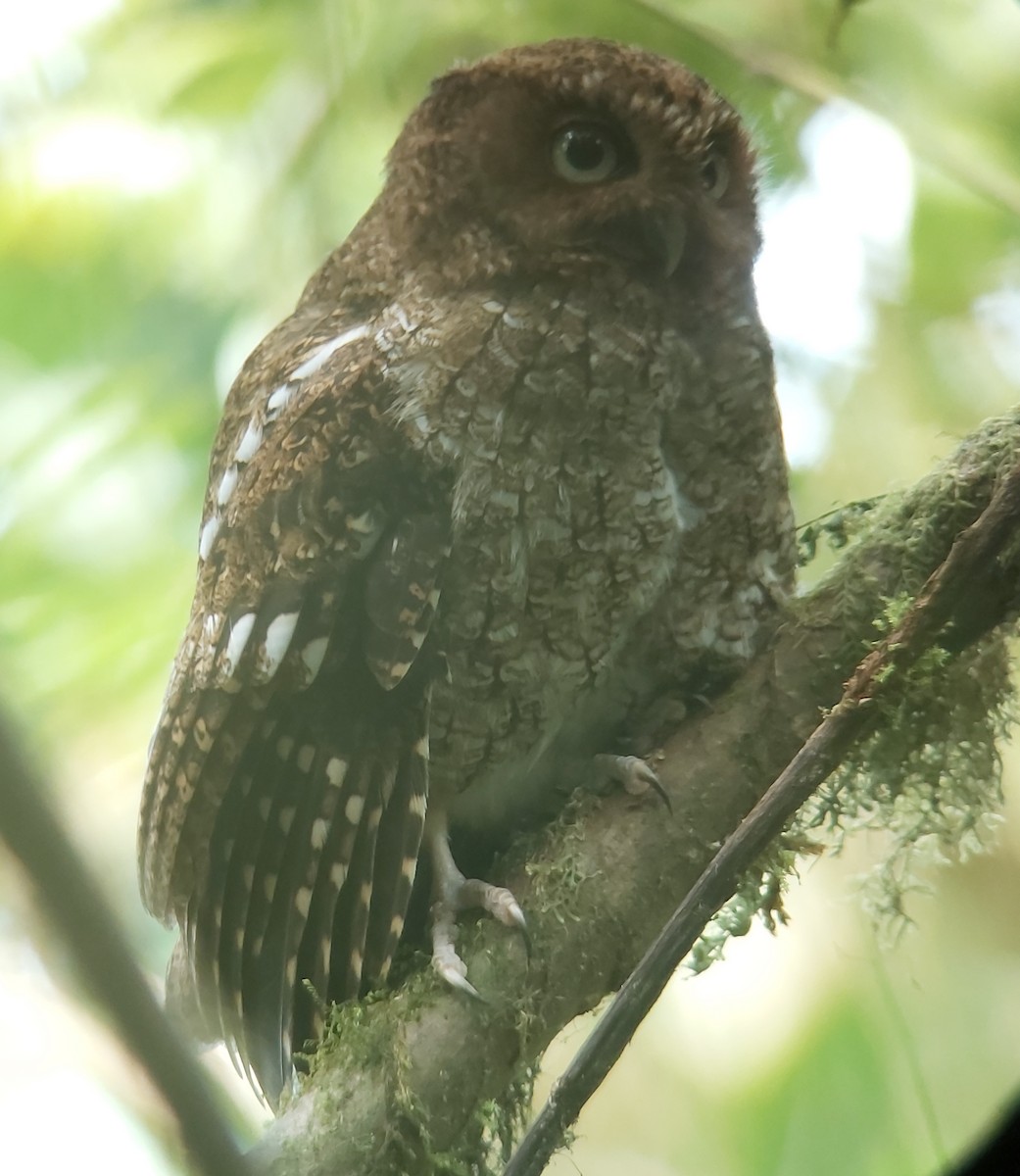 Bare-shanked Screech-Owl - ML633074879