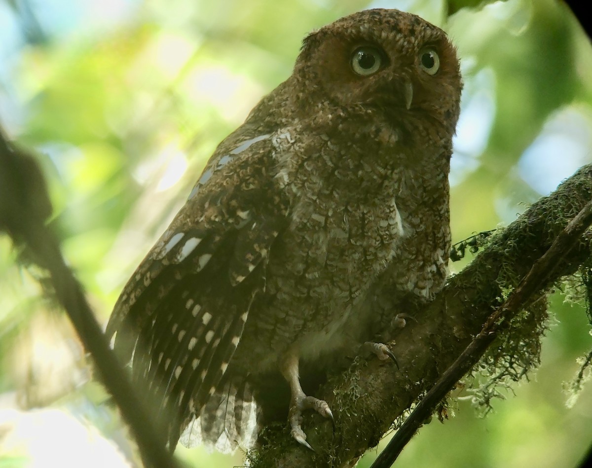 Bare-shanked Screech-Owl - ML633074881