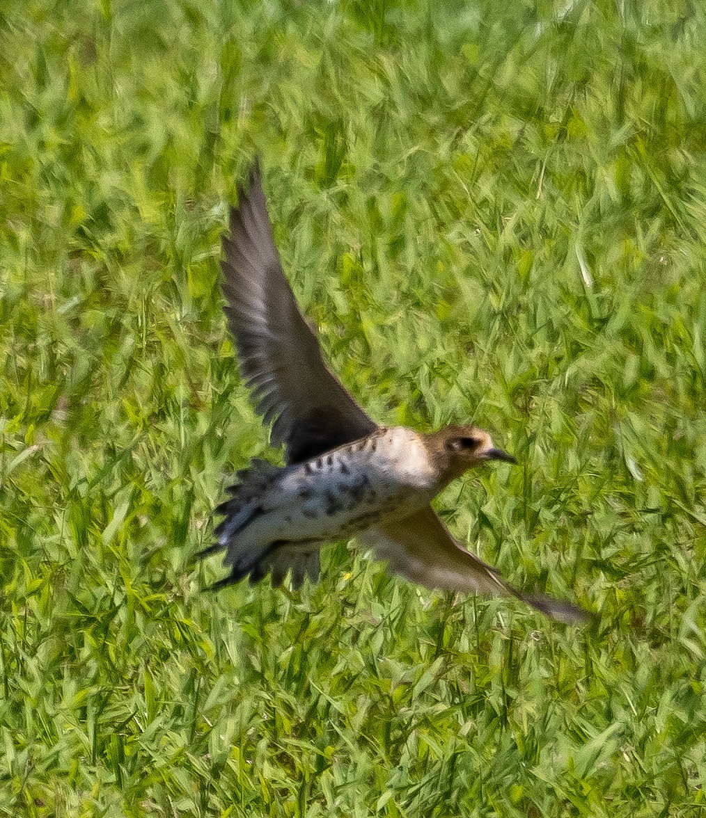 Pacific Golden-Plover - ML633074911
