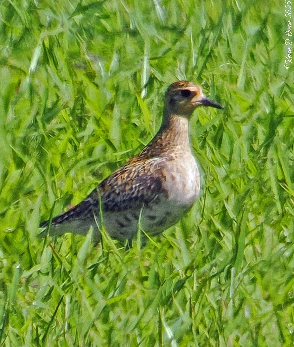 Pacific Golden-Plover - Kevin Owen