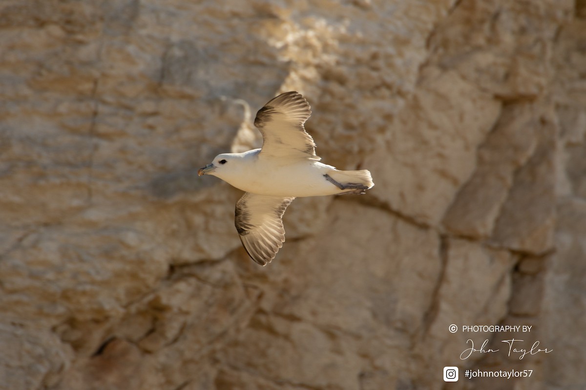 Northern Fulmar - ML633074975