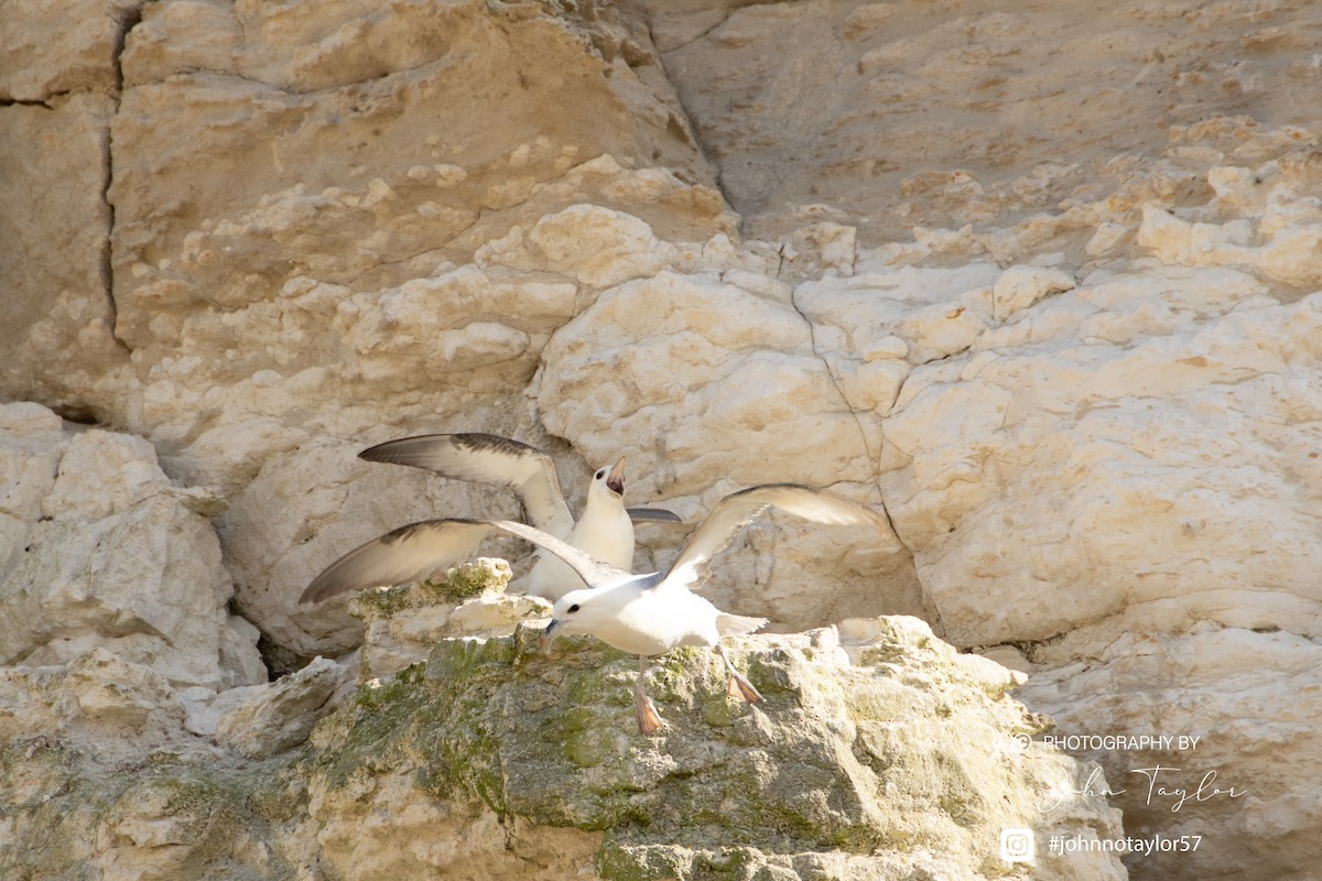Northern Fulmar - ML633074982