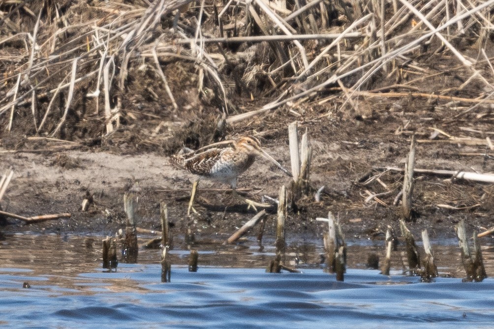 Wilson's Snipe - ML633075048