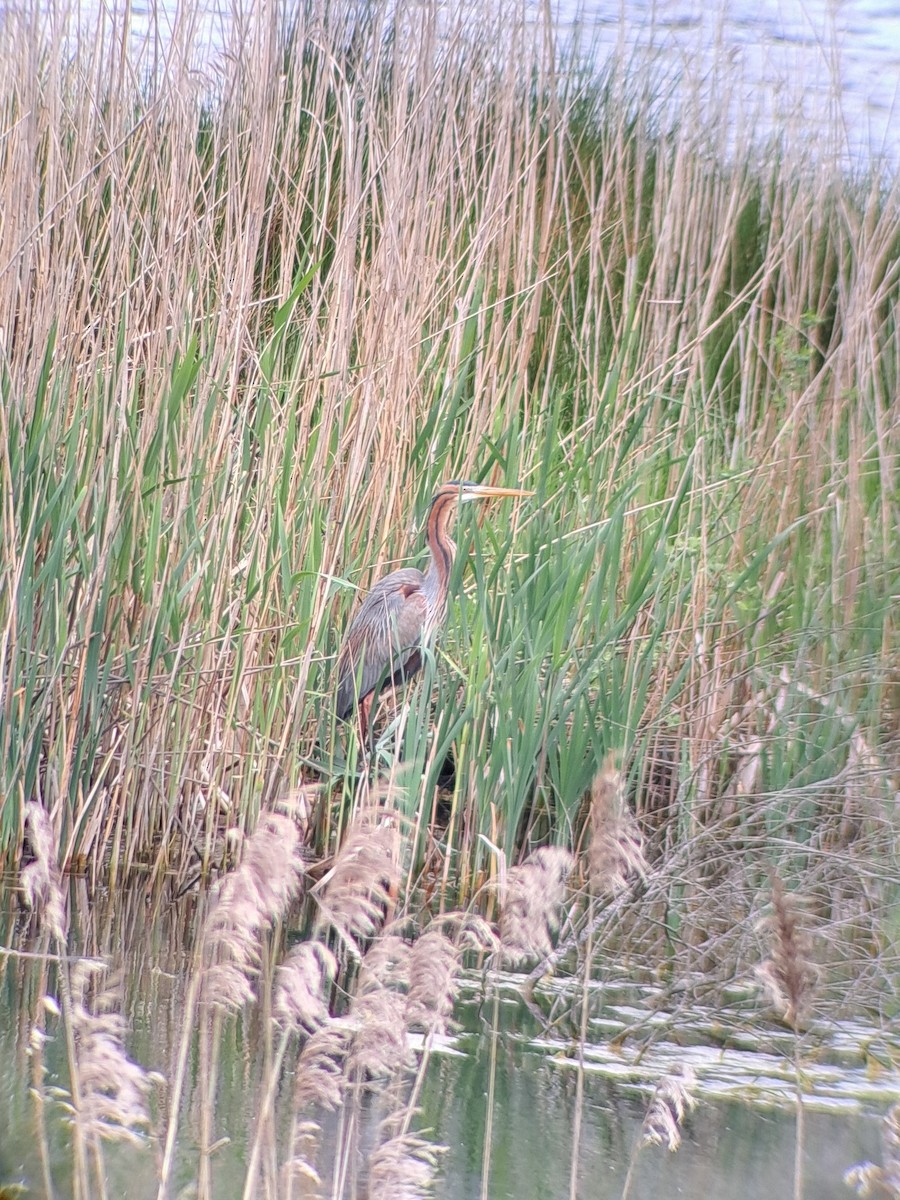 Зээрд дэглий - ML633075270