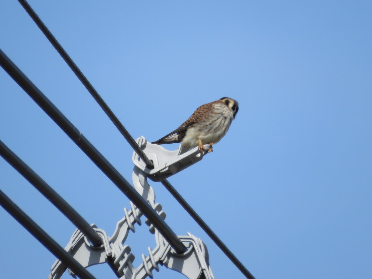 American Kestrel - ML633075373