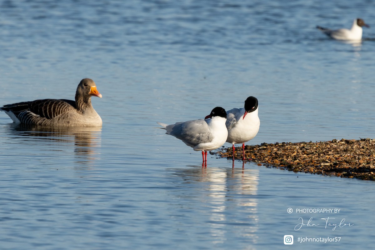 Mediterranean Gull - ML633075394